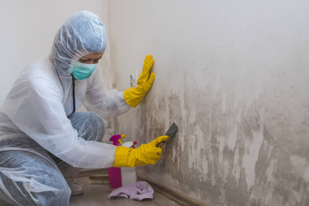 Mold Testing and Removal in Fort Washington, MD