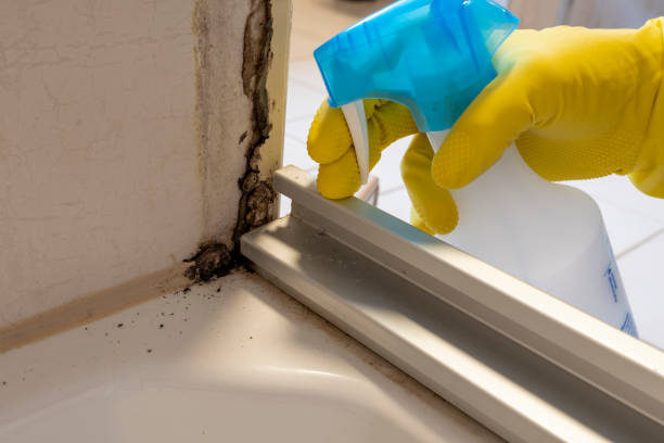 Trusted Fort Washington, MD Mold Removal Experts