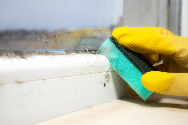 Best Mold Damage Repair  in Fort Washington, MD