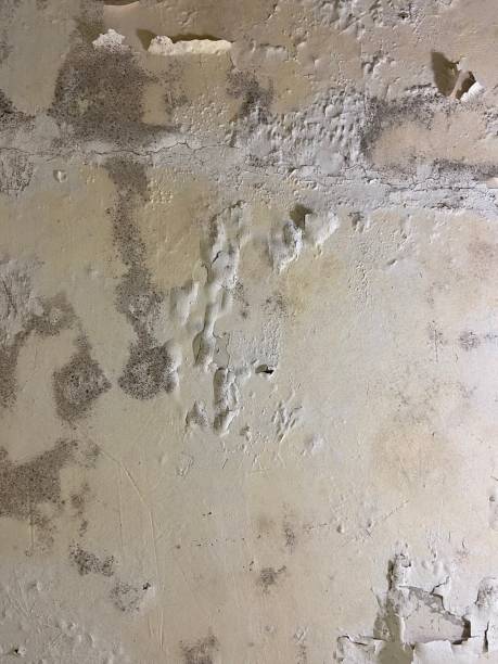 Best Crawl Space Mold Removal  in Fort Washington, MD