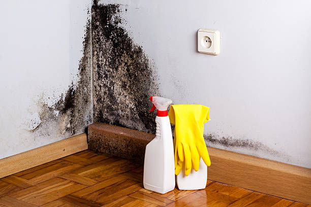 Best Black Mold Removal  in Fort Washington, MD