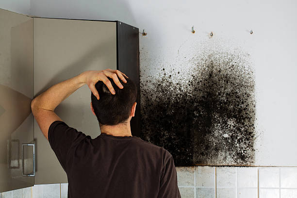 Best Mold Remediation  in Fort Washington, MD