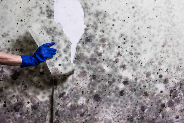 Fort Washington, MD Mold Removal Company