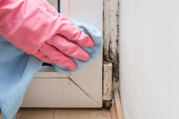 Certified Mold Removal in Fort Washington, MD